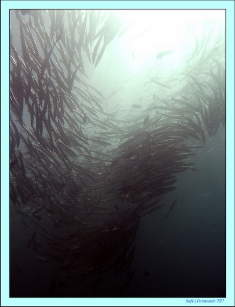 2011 - 08 - Borneo - Sipadan 036